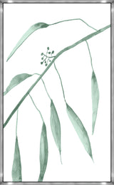 Eucalyptus XI
