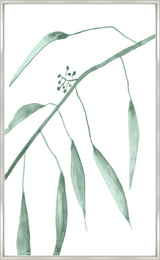 Eucalyptus XI