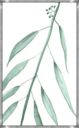 Eucalyptus XII