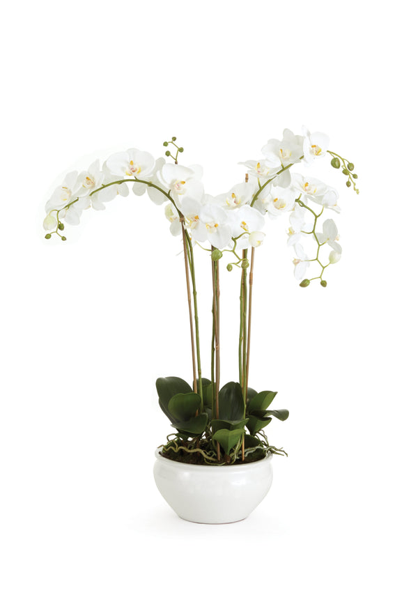 Phalaenopsis in Ceramic Bowl design by shopbarclaybutera