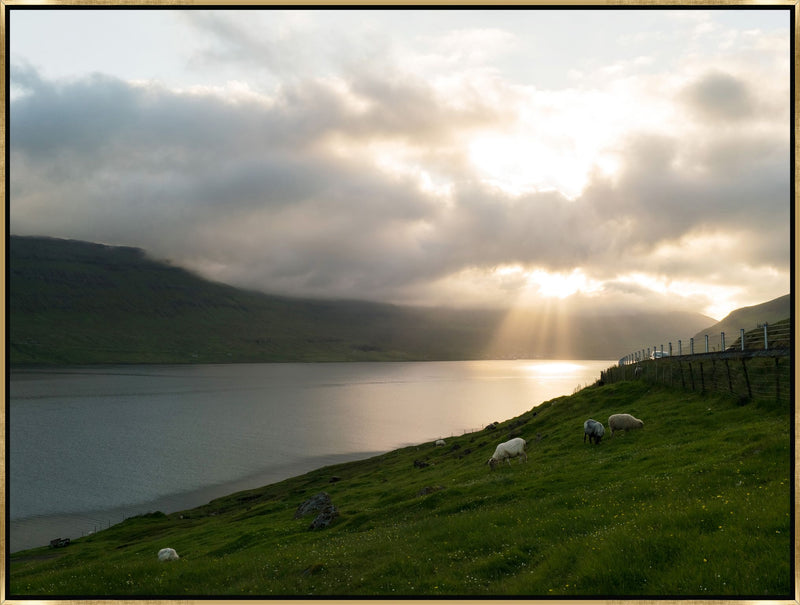 Sheep (Faroe Islands)
