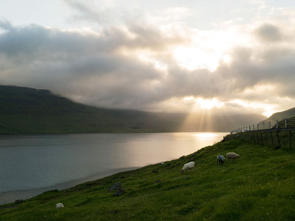 Sheep (Faroe Islands)