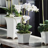Phalaenopsis in Ceramic Pot design by shopbarclaybutera